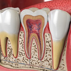 Digital image of a tooth’s anatomy